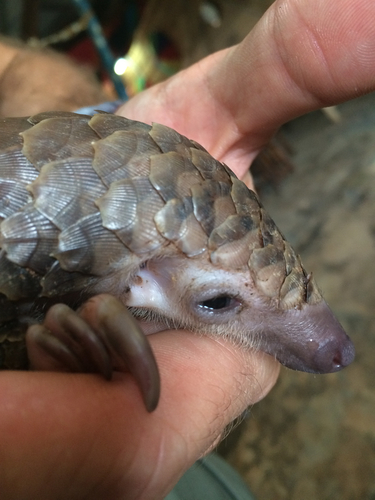 White-bellied Pangolin