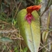 Pleurothallis linguifera - Photo (c) Jinneth Paola Torres Varon, all rights reserved, uploaded by Jinneth Paola Torres Varon