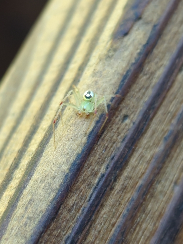 Red Backed Orbweaver In July 2023 By Talon Larson INaturalist   Large 