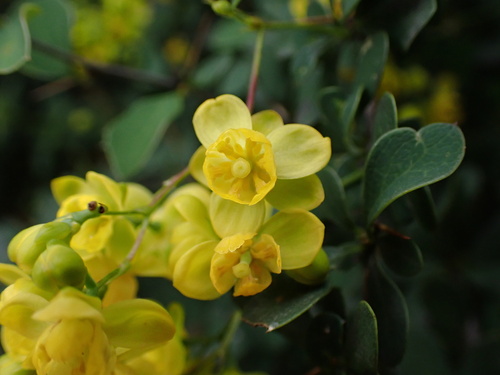 Berberis sherriffii