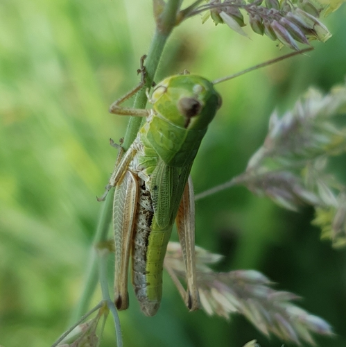 Meadow Grasshopper
