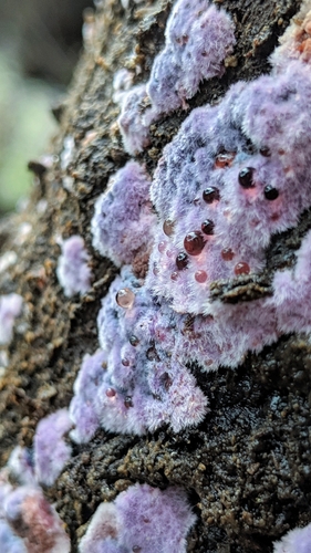 Purple Fuzz