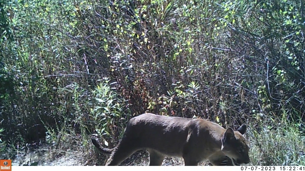 Mountain Lion from Central Malibu, Malibu, CA, USA on July 7, 2023 at ...