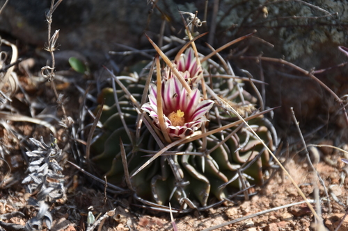 Echinofossulocactus pentacanthus