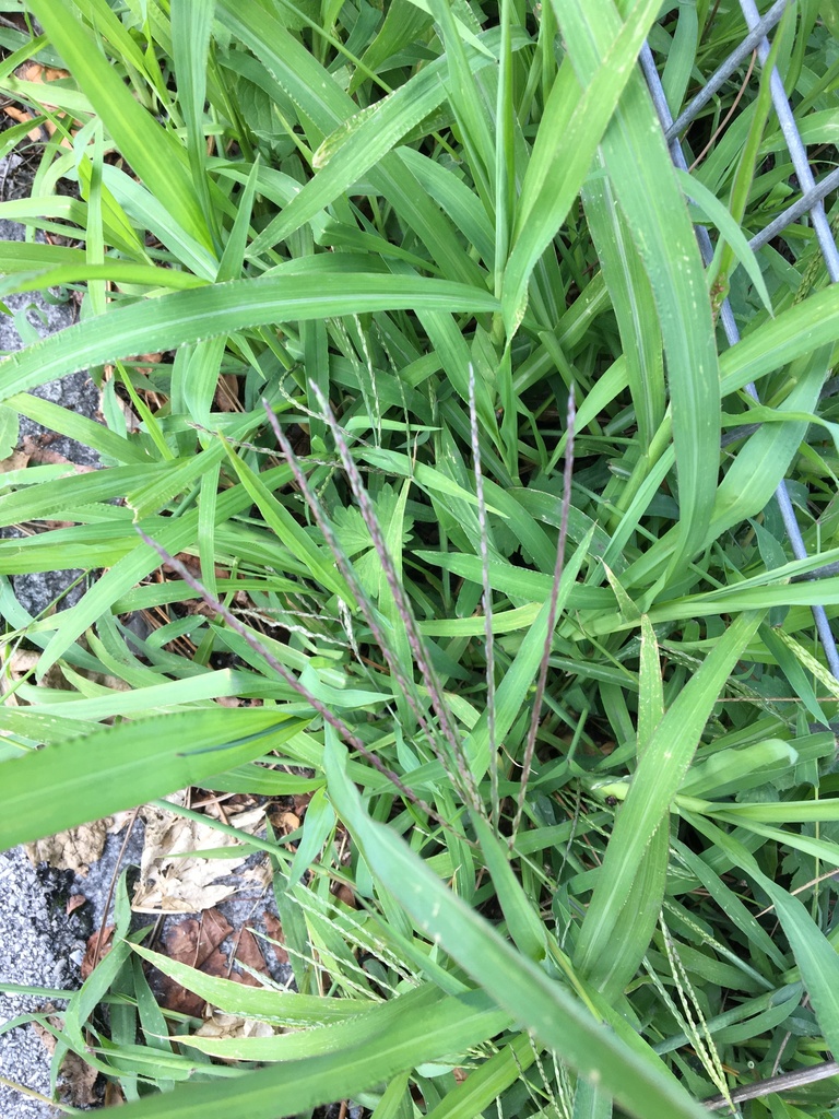 Hairy Crabgrass from Bachlechnerstraße, Innsbruck, Tyrol, AT on July 22