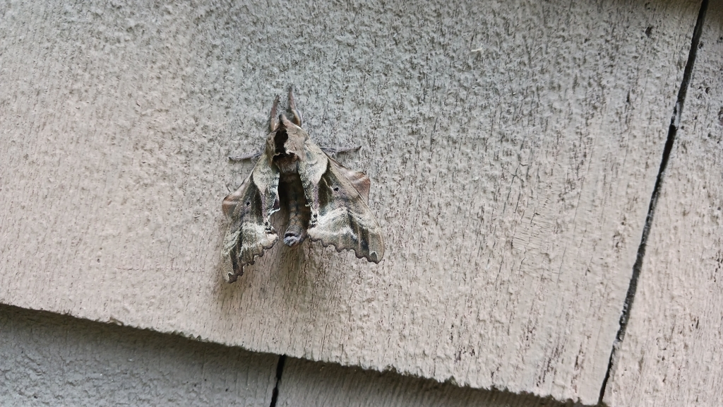 Blinded Sphinx from Paupack Township, PA, USA on July 23, 2023 at 12:59 ...