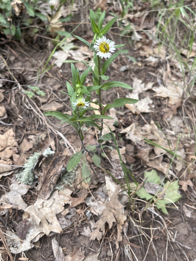 sunflowers, daisies, asters, and allies from Coronado National Forest
