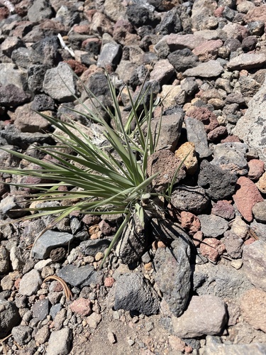 Bottlebrush Squirreltail foliage