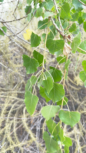 iNaturalist observation photo of Frémont Cottonwood