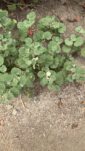 iNaturalist observation photo of alkali mallow