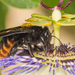 Xylocopa augusti - Photo (c) Patrich Cerpa, כל הזכויות שמורות, uploaded by Patrich Cerpa