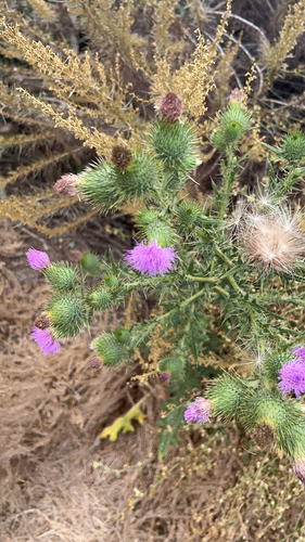 iNaturalist observation photo of Bull Thistle