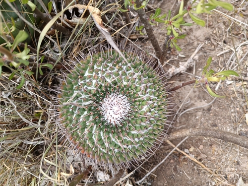 Mammillaria gigantea