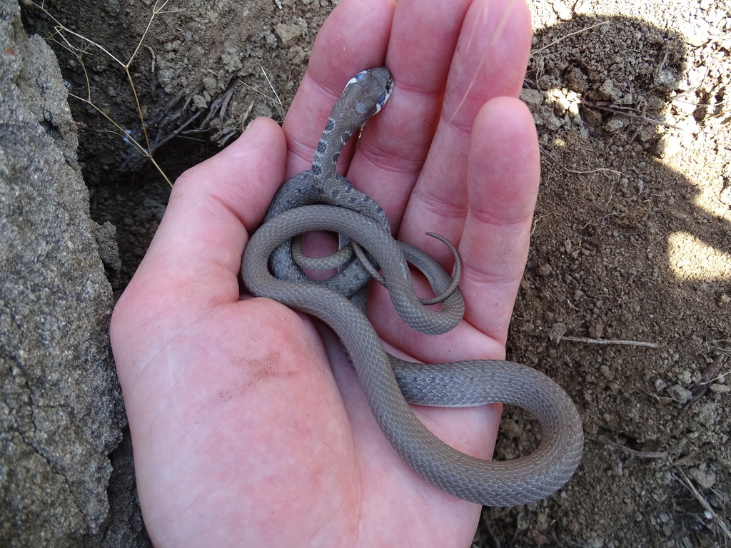 Dahl's Whip Snake from Didgori, Tbilisi, Georgia on July 22, 2023 at 12 ...