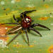 Araña Saltarina de Dos Líneas - Photo (c) Chris Rorabaugh, todos los derechos reservados, subido por Chris Rorabaugh