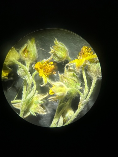 slender cinquefoil