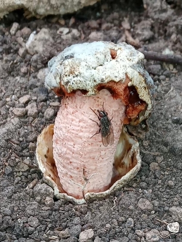 Lysurus sphaerocephalus