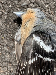 Azores Chaffinch