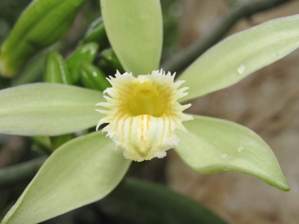 Vanilla odorata · NaturaLista Colombia