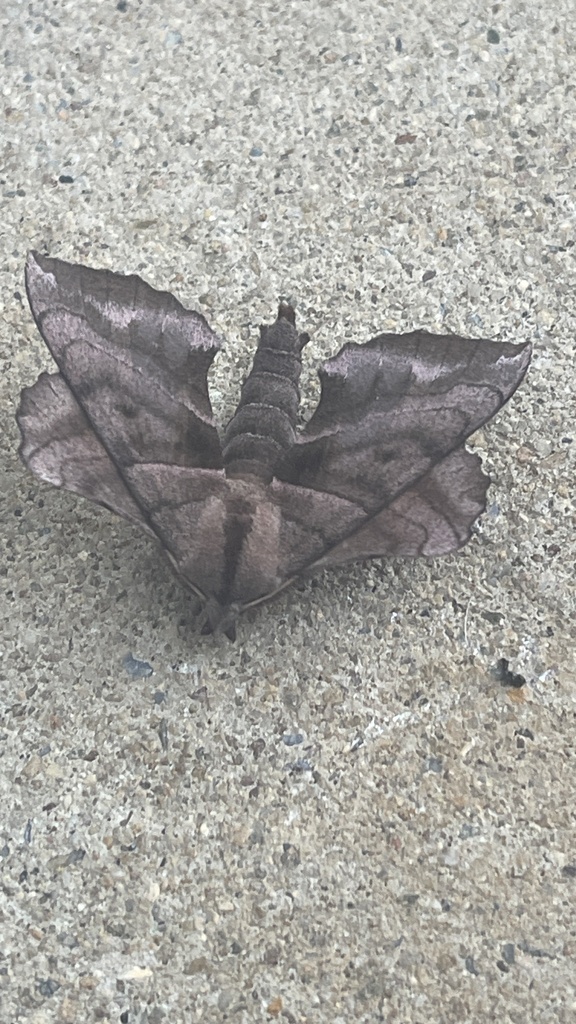 Walnut Sphinx from Gap Creek Rd, Elizabethton, TN, US on July 19, 2023 ...
