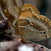 Opoptera syme - Photo 由 andersonwarkentin 所上傳的 (c) andersonwarkentin，保留所有權利