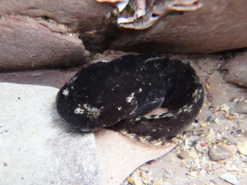 Montagu's Seasnail
