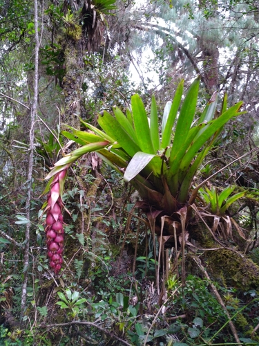 Tillandsia ionochroma · iNaturalist