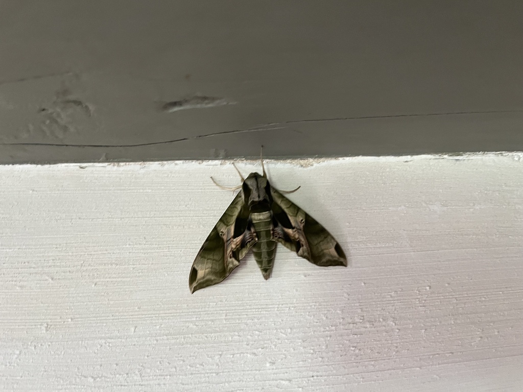 Pandorus sphinx from south commons lincoln ma us on july 22 2023 at