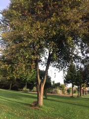 Image of Betula nigra