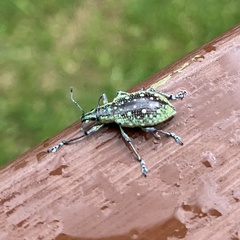 Exophthalmus jekelianus image