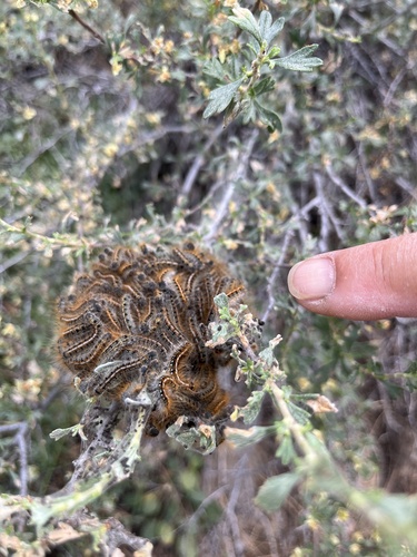 iNaturalist observation photo of Western Tent Caterpillar Moth
