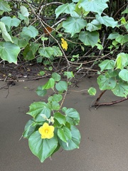 Hibiscus tiliaceus image