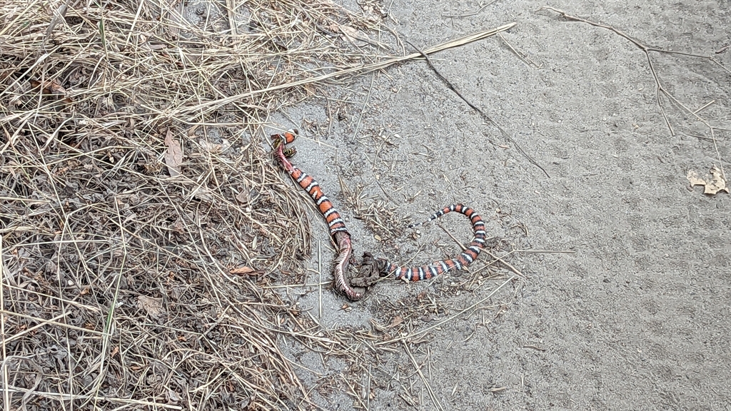 California Mountain Kingsnake In July 2023 By Sally Guan Dead Maybe   Large 