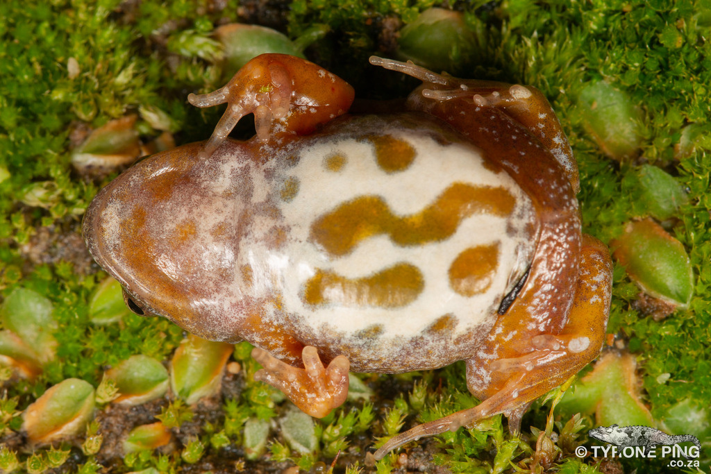 Rare frog discovery has researchers hopping for joy