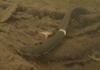 Pacific Shortfinned Eel - Photo (c) Ryan Richardson, all rights reserved, uploaded by Ryan Richardson