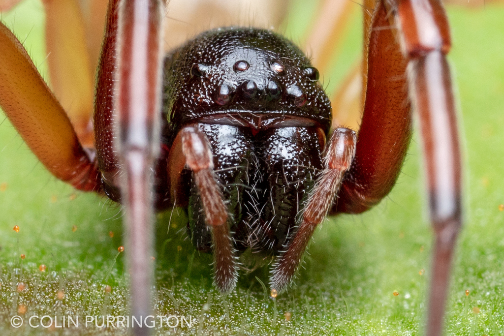 Broad faced online sac spider