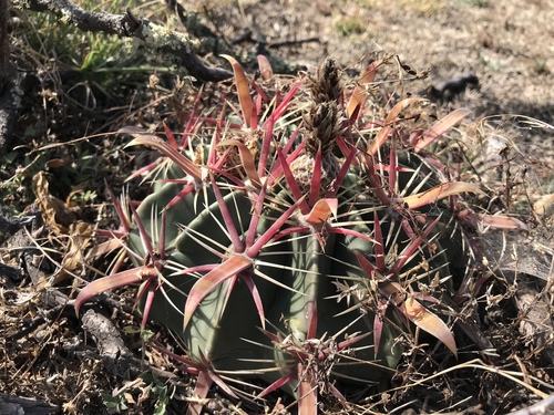 Devil's Tongue Barrel Cactus