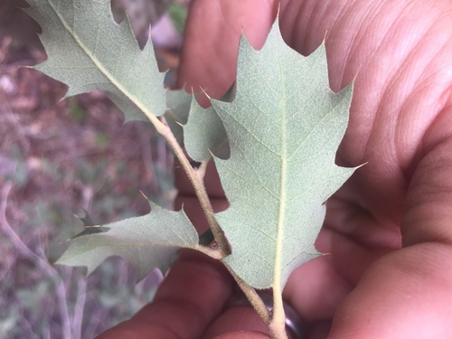 Ajo Mountain scrub oak