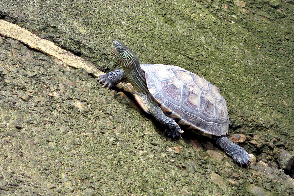 Common thread turtle in July 2023 by Carol Kwok. May be hybrid turtle ...