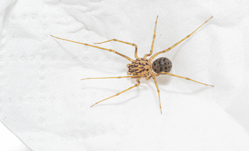 Scytodes liui