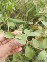 Croton punctatus image