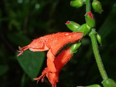 Image of Salvia pauciserrata