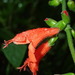 Salvia pauciserrata - Photo (c) Rudy Gelis, all rights reserved, uploaded by Rudy Gelis