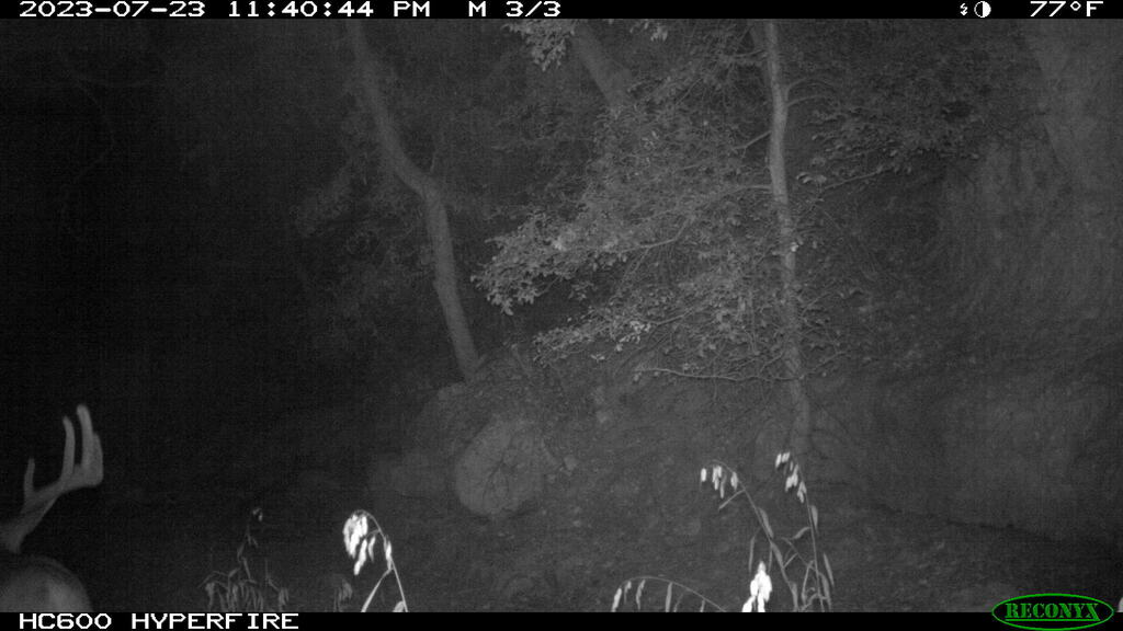 white-tailed-deer-from-north-central-san-antonio-tx-usa-on-july-23