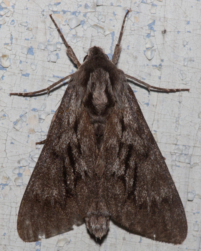 Northern Pine Sphinx from Washington County, VT, USA on July 23, 2023 ...