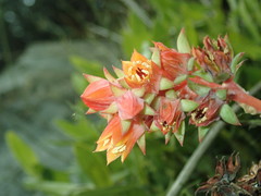Echeveria quitensis image