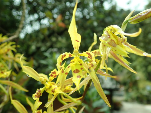 Cyrtochilum with yellow flakes and brown dotting in Ecuador.