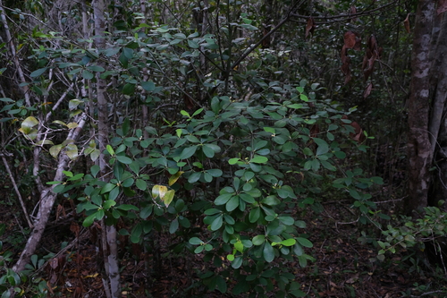 Euphorbia elliotii