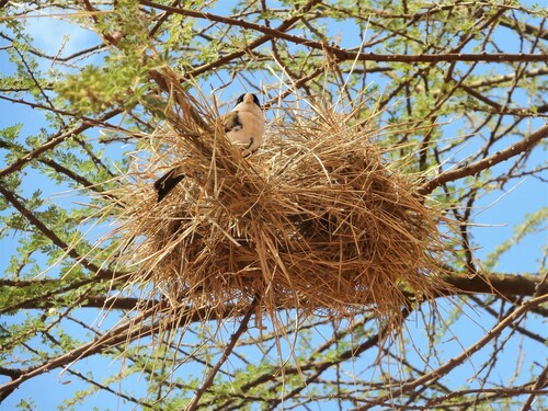 Black-capped Social-Weaver