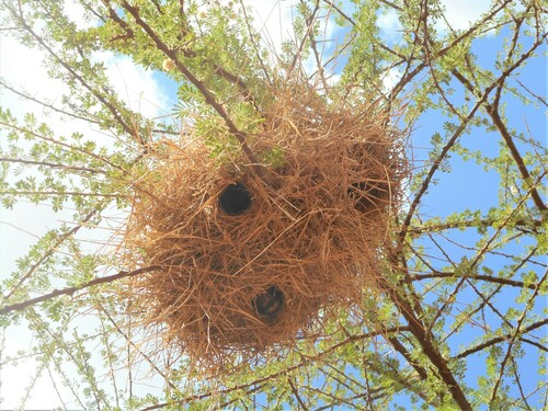 Gray-capped Social-Weaver